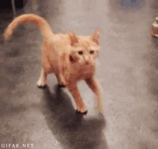 Cat Playing GIF - Find & Share on GIPHY