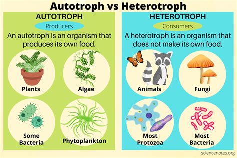 Autotrophs Examples