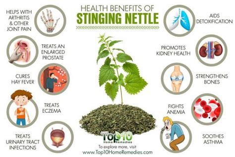 10 Health Benefits of Stinging Nettle | Top 10 Home Remedies