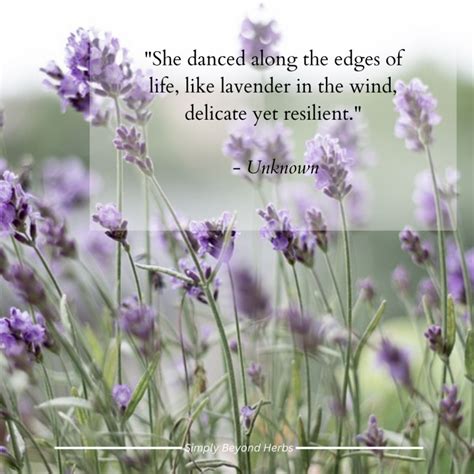 250 Best Lavender Quotes and Captions to Inspire you - SimplyBeyondHerbs