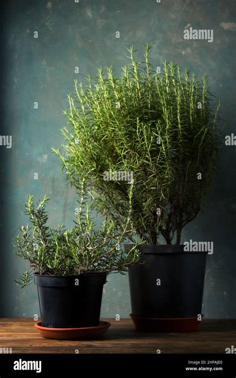 Two varieties of rosemary creeping and erect against a dark background ...