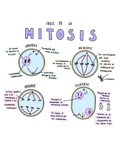 Esquema Fases de la Mitosis | Fernanda Félix | uDocz