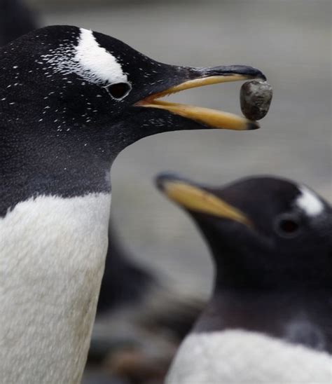 Gentoo penguins begin the breeding season at Edinburgh Zoo ~ Animal news