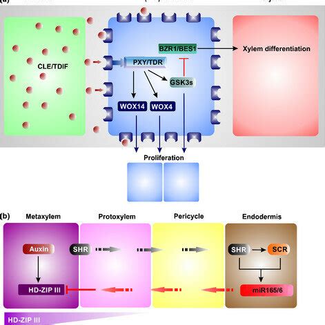 Protoxylem differentiation and specification mechanisms. (a) The ...