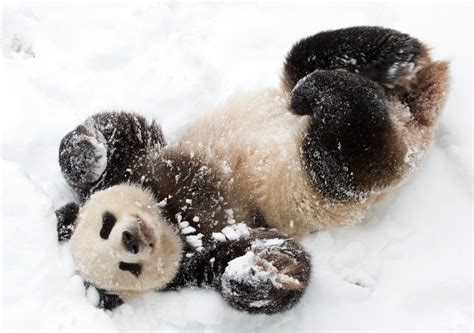 Adorable Twin Panda Cubs Play in the Snow for the First Time at Belgian Zoo - PetHelpful News