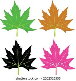 4 Color Chinar Leaf Vector Artwork Stock Vector (Royalty Free ...