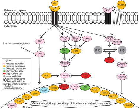 Frontiers | Diverse Mechanisms of BRAF Inhibitor Resistance in Melanoma Identified in Clinical ...