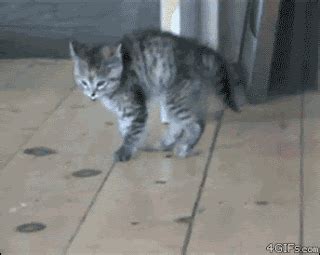 ♥ ♥ Gato Mania ♥ ♥: GIFS DE GATINHOS