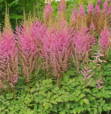 Astilibe Perennials for a Shady Border – Gardeners Tips