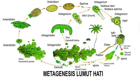 Gambar Lumut Hati Beserta Keterangannya – bintangutama69.github.io