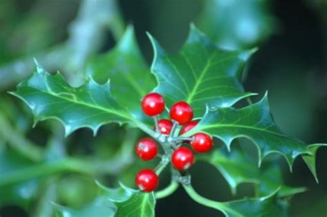 What Does the Christmas Holly Plant Represent? | ehow