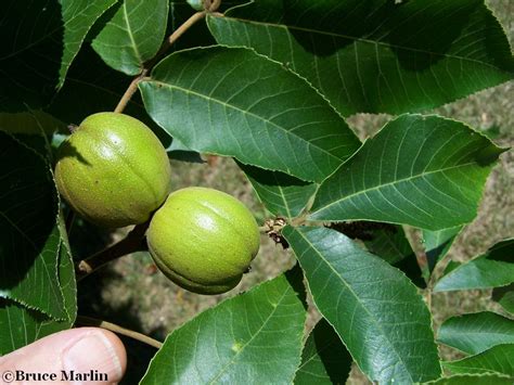 Shagbark Hickory Tree - Carya ovata - North American Insects & Spiders