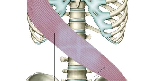 Dissection Lines on Skeleton - Lateral Line -Abdominals - The Lateral Line - Anatomy Trains ...