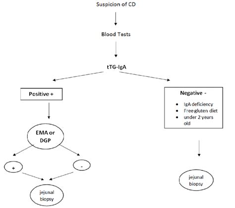 Positive diagnosis of CD. CD-celiac disease; tTG-IgA-anti-tissue ...