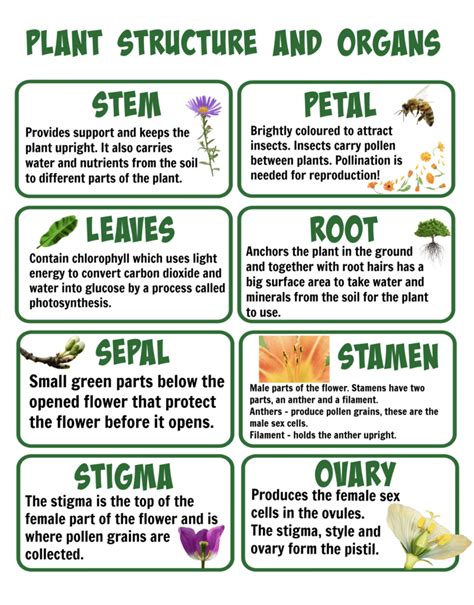 What Are The Female Parts Of A Flower And Their Functions - Infoupdate.org