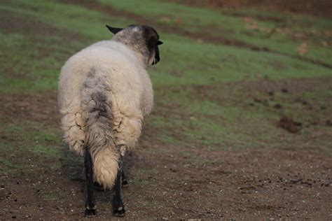 Aiden sheep's tail | Aiden has such a long, beautiful tail c… | Flickr