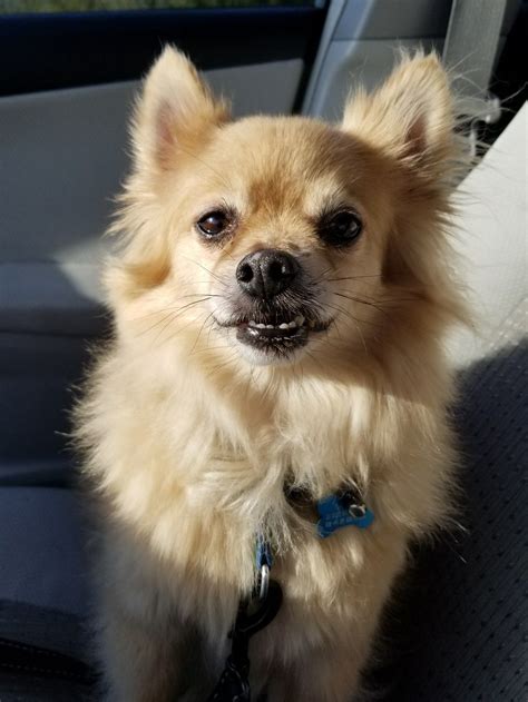 Pitties and Friends: Adorable Dog in Car