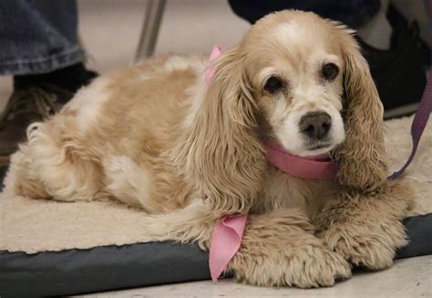 🐶 all day long :D | Poodle mix dogs, Cocker spaniel poodle mix, Cocker spaniel mix