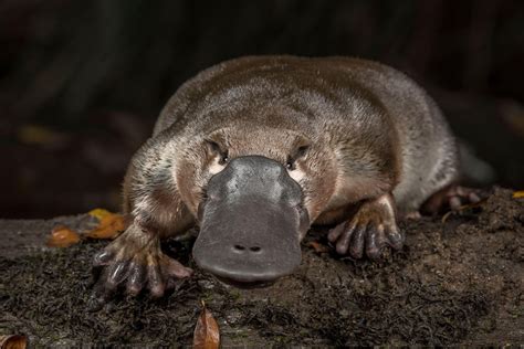 The platypus: a unique and vulnerable Australian - Museums Victoria