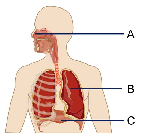 Respiratory Anatomy Diagram