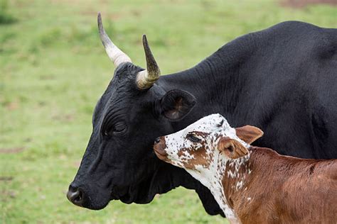 Royalty Free Nguni Cattle Pictures, Images and Stock Photos - iStock