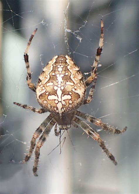 28 Types of Spiders in Illinois (with pictures) - Animal Hype