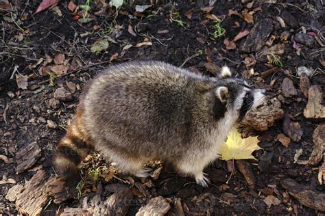 Raccoon poloskun in its natural habitat. 21602825 Stock Photo at Vecteezy