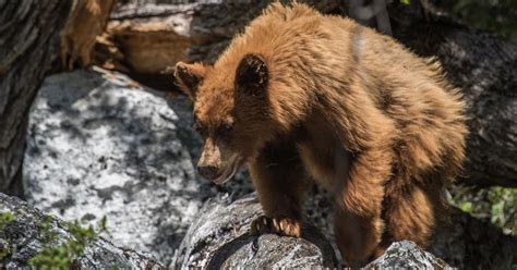 Yosemite's Bears Take Over Park Amidst Coronavirus Lockdown