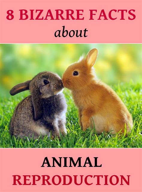 8 bizarre facts about animal reproduction | Bizarre facts, Animals, Animal facts