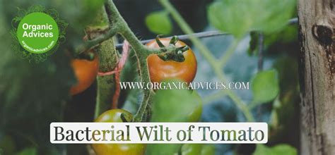 Bacterial Wilt of Tomato Controlling and Prevent Using Organic Methods