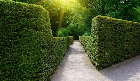 Discover the History of Hedgerows | Readyhedge Ltd