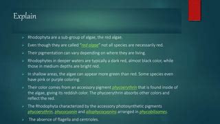 RHODOPHYTA . Occurrence And General Structure Of Rhodophyta | PPT