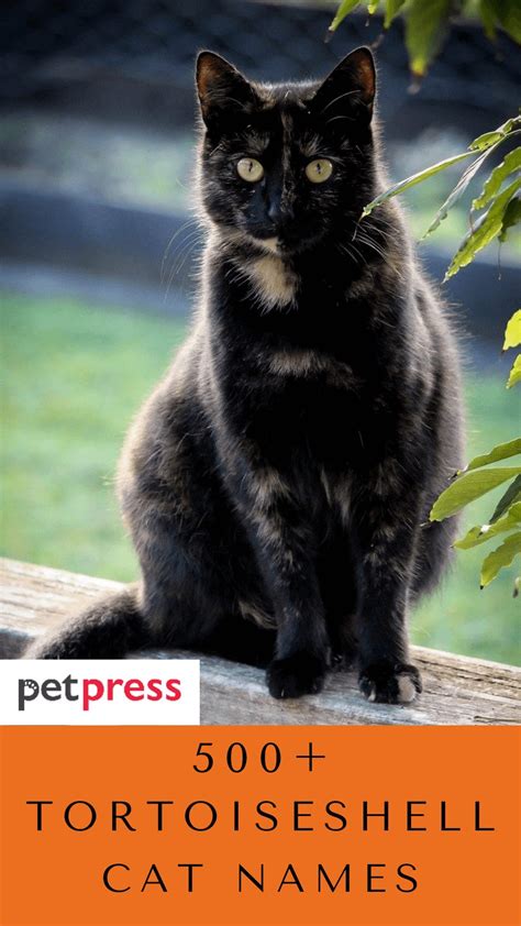 Best 500+ Tortoiseshell Cat Names - The Ultimate List - PetPress