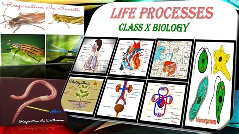 10th Class Biology Diagrams