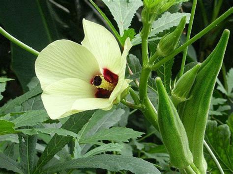 Planting, Growing and Harvesting Okra Plants - World of Flowering Plants | Okra plant, Plants ...