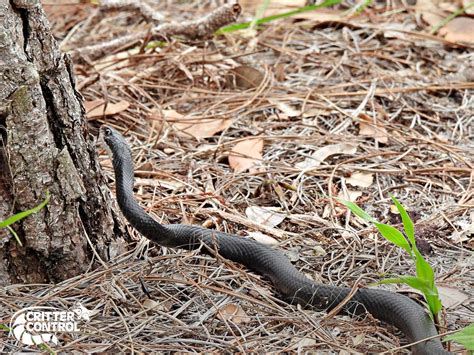 The Villages Snake Removal | Critter Control Of Lake County