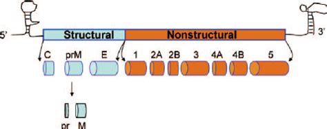 The dengue viral genome. Noncoding regions with their terminal ...