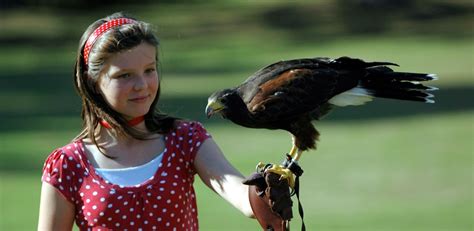 Falconry - Eventive