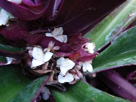 Photo #54448 | Tradescantia spathacea | plant lust