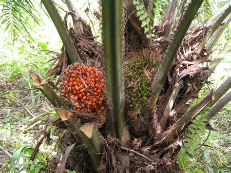 Hope for Nigeria Oil palm plantations can make 100,000 jobs - Hope for ...