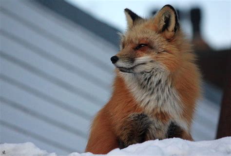 Meet Zorro The Fox Who Visits Me Every Day For The Last 3 Winters | Bored Panda