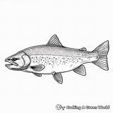 Trout Coloring Pages  Free & Printable sketch template