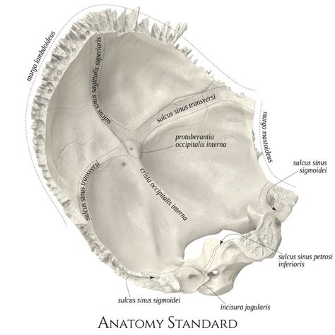 the anatomy of the head and neck