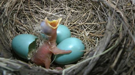 Best ever Newly hatched Robin begging for food by WillCFish Tips and Tricks. - YouTube