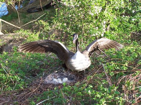 Canada geese nesting times