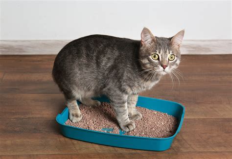 The Easy Natural Cat Litter Box Solution You’ve Been Dreaming Of!