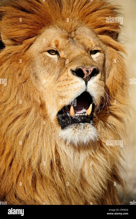 Barbary lion (Panthera leo), extinct in wild- captive, Bozeman, Montana, USA Stock Photo - Alamy