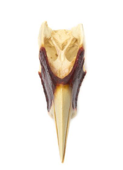 Helmeted Hornbill Skull Replica