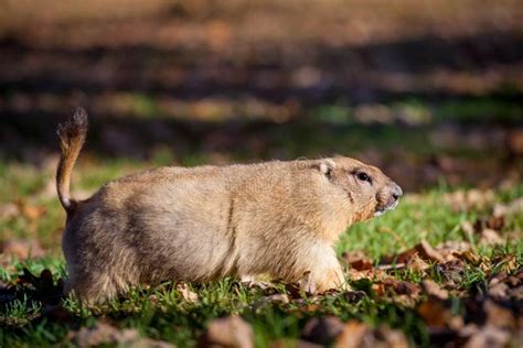 The Bobak Or Steppe Marmot In Autumn Park Stock Photo - Image of cute ...