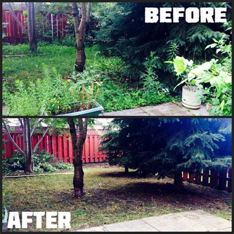 now our client can enjoy their yard! before and after! some major yard clean up! landscape ...